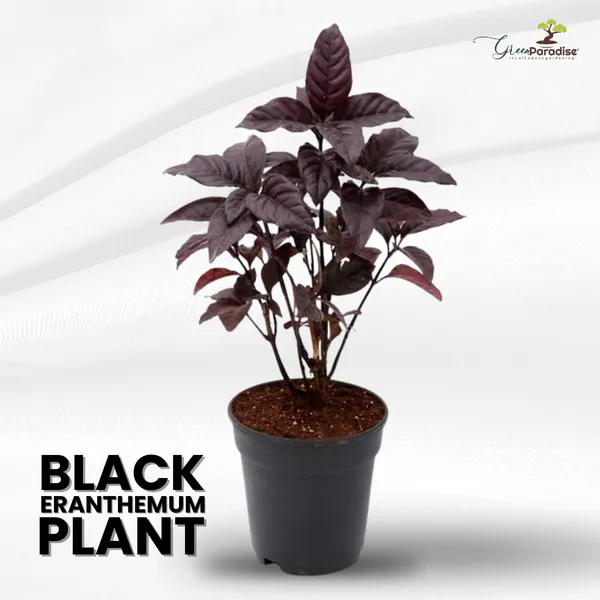 Black_Earanthamum_Plant_With_Pot_Default_Title