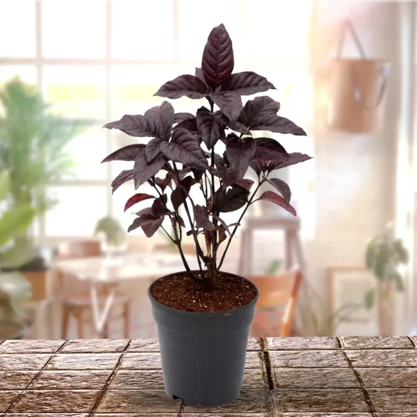 Black_Earanthamum_Plant_With_Pot_Default_Title