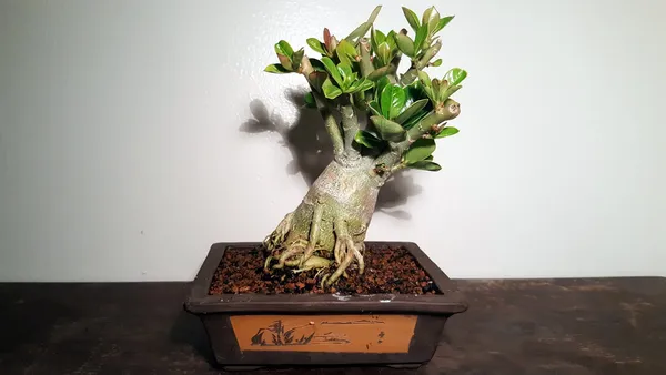 Adenium_Bonsai_Live_Old_Adenium_Bonsai_Tree_With_Bonsai_Pot_Default_Title