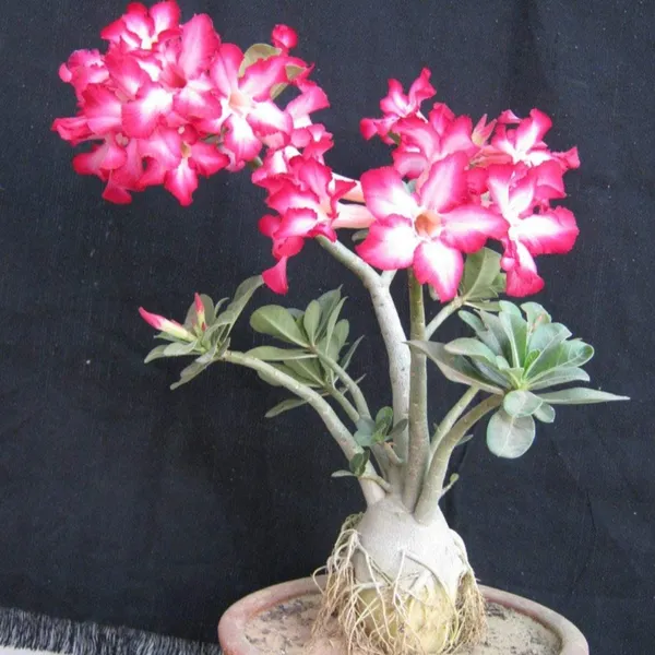 Adenium_Bonsai_Live_Old_Adenium_Bonsai_Tree_With_Bonsai_Pot_Default_Title