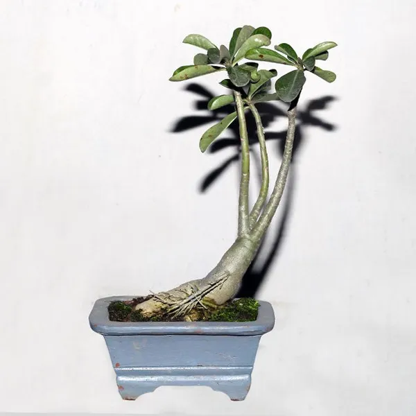 Adenium_Bonsai_Live_Old_Adenium_Bonsai_Tree_With_Bonsai_Pot_Default_Title