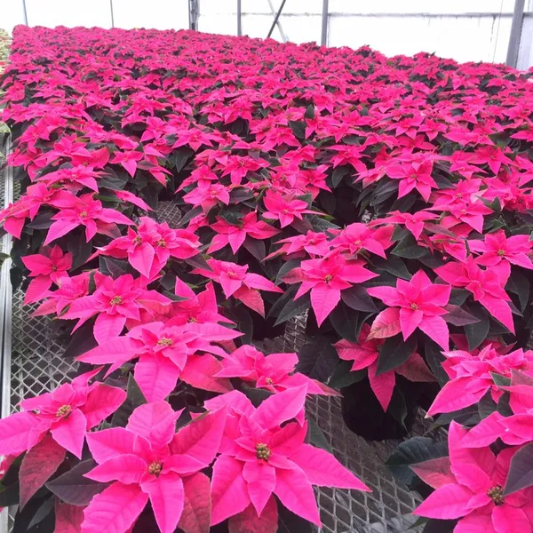Poinsettia_Plant_With_Pot_Pink_Color_Default_Title