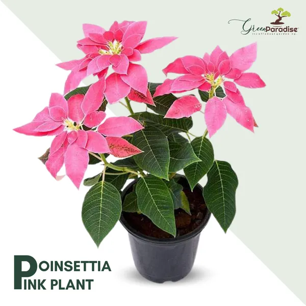 Poinsettia_Plant_With_Pot_Pink_Color_Default_Title