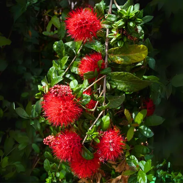 New_Rare_Combretum_Constrictum_Red_Ball_Flowers_Live_Plant_Default_Title