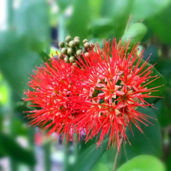 New_Rare_Combretum_Constrictum_Red_Ball_Flowers_Live_Plant_Default_Title