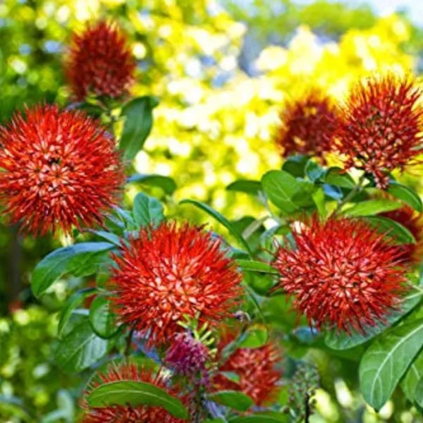 New_Rare_Combretum_Constrictum_Red_Ball_Flowers_Live_Plant_Default_Title