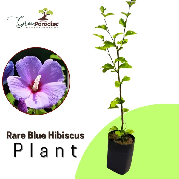 New_Rare_Blue_Hibiscuss_Alyogyne_Huegelii_Live_And_Healthy_Plant_Default_Title