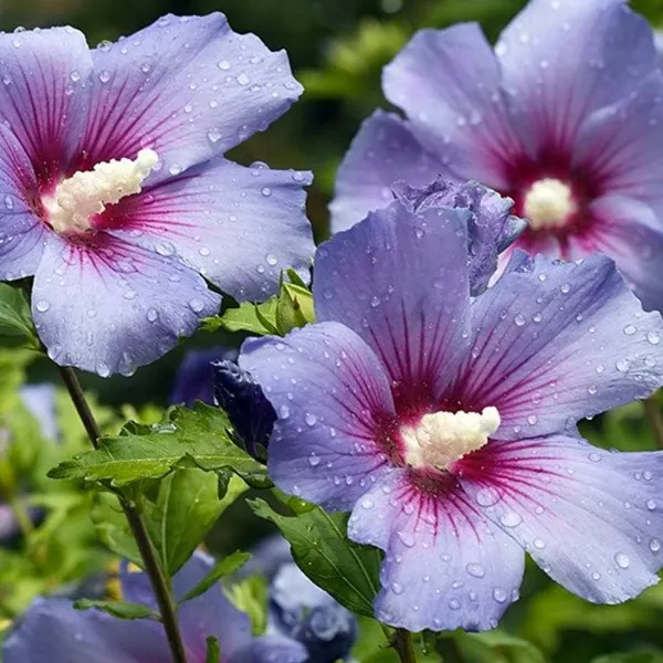 New_Rare_Blue_Hibiscuss_Alyogyne_Huegelii_Live_And_Healthy_Plant_Default_Title