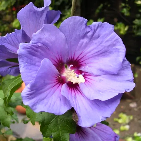 New_Rare_Blue_Hibiscuss_Alyogyne_Huegelii_Live_And_Healthy_Plant_Default_Title