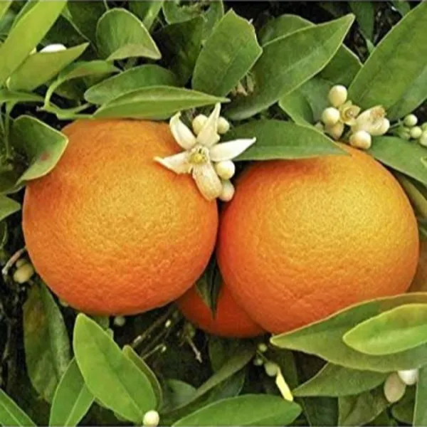 Malta_Oranges_Live_Grafted_Original_Plant_Default_Title