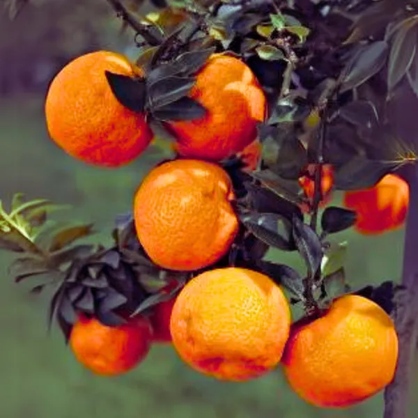 Malta_Oranges_Live_Grafted_Original_Plant_Default_Title