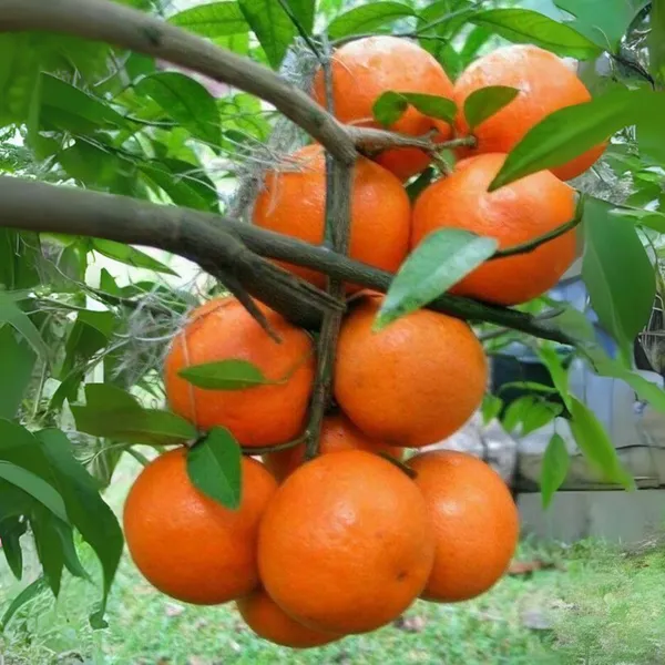 Malta_Oranges_Live_Grafted_Original_Plant_Default_Title