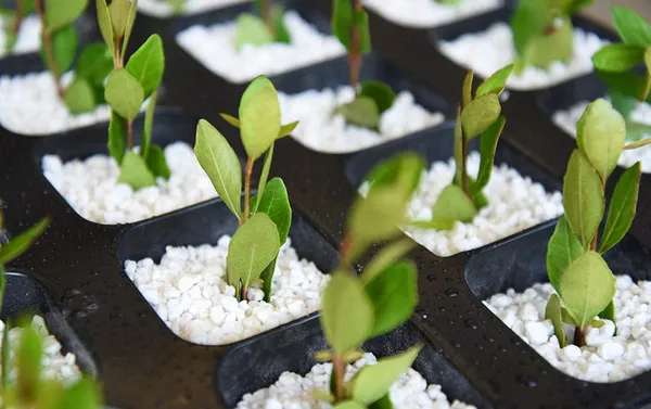 Perlite_For_Hydroponics_Horticulture_Terrace_Gardening_Soil_900_Grms_Pack_Conditioner_Healthy_Root_Growth_Retains_Moisture_Allows_Aeration_Default_Title