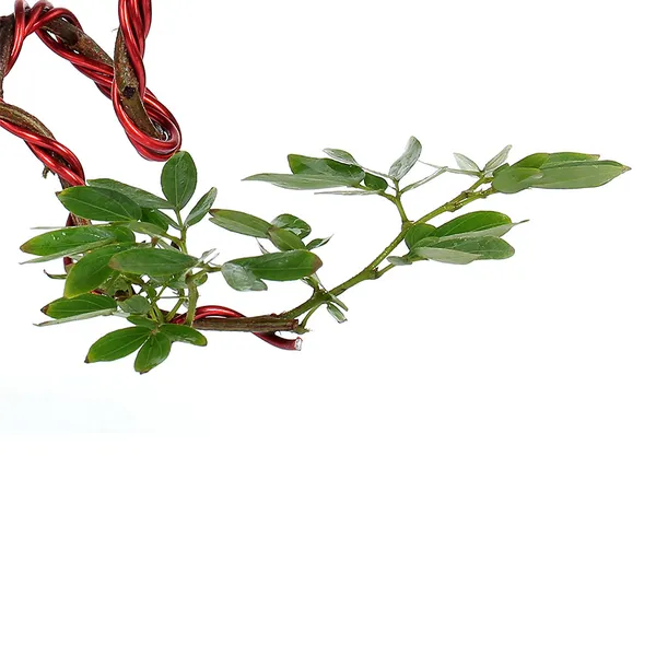 Bonsai_Calliandra_Surinamensis_Powderpuff_Tree_Unique_Twisted_Style_Bonsai_Plant_With_Pot_Default_Title