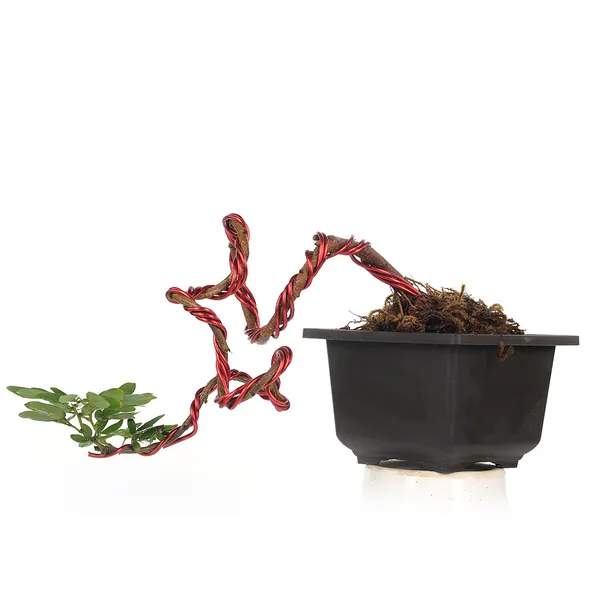 Bonsai_Calliandra_Surinamensis_Powderpuff_Tree_Unique_Twisted_Style_Bonsai_Plant_With_Pot_Default_Title