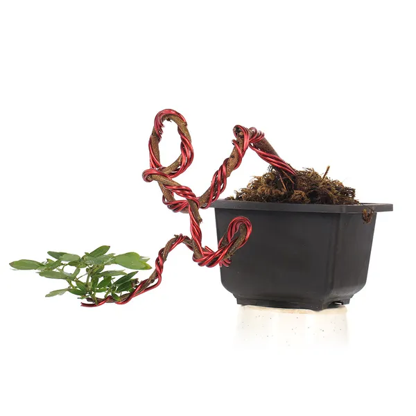 Bonsai_Calliandra_Surinamensis_Powderpuff_Tree_Unique_Twisted_Style_Bonsai_Plant_With_Pot_Default_Title