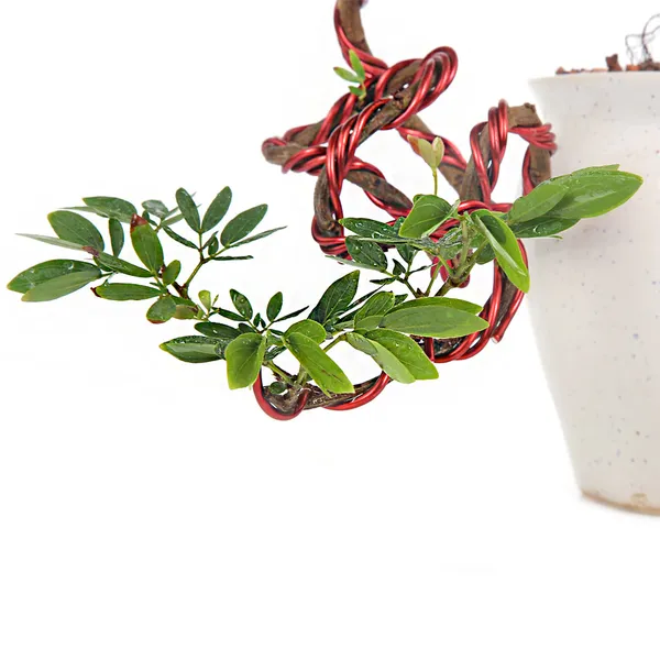 Bonsai_Calliandra_Surinamensis_Powderpuff_Tree_Unique_Twisted_Style_Bonsai_Plant_With_Ceramic_Pot_Default_Title