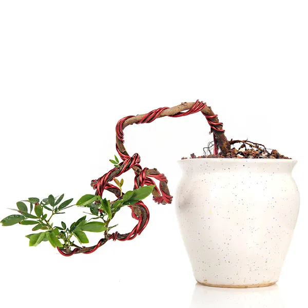 Bonsai_Calliandra_Surinamensis_Powderpuff_Tree_Unique_Twisted_Style_Bonsai_Plant_With_Ceramic_Pot_Default_Title