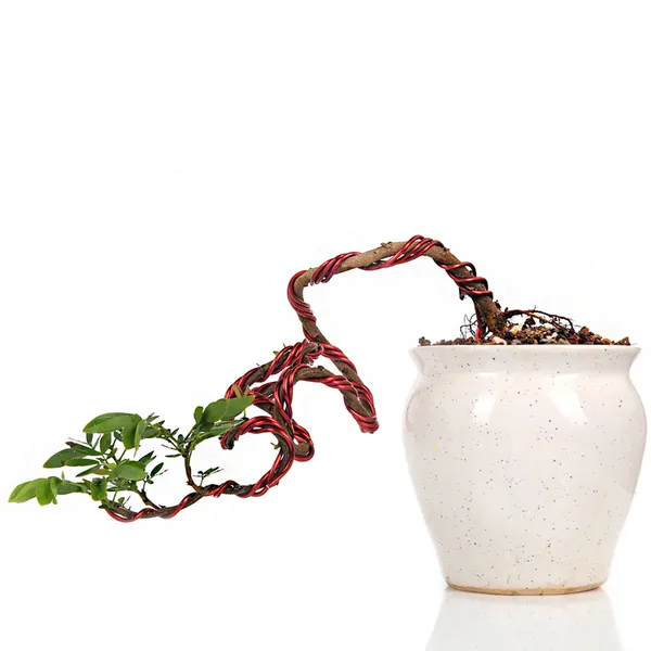 Bonsai_Calliandra_Surinamensis_Powderpuff_Tree_Unique_Twisted_Style_Bonsai_Plant_With_Ceramic_Pot_Default_Title