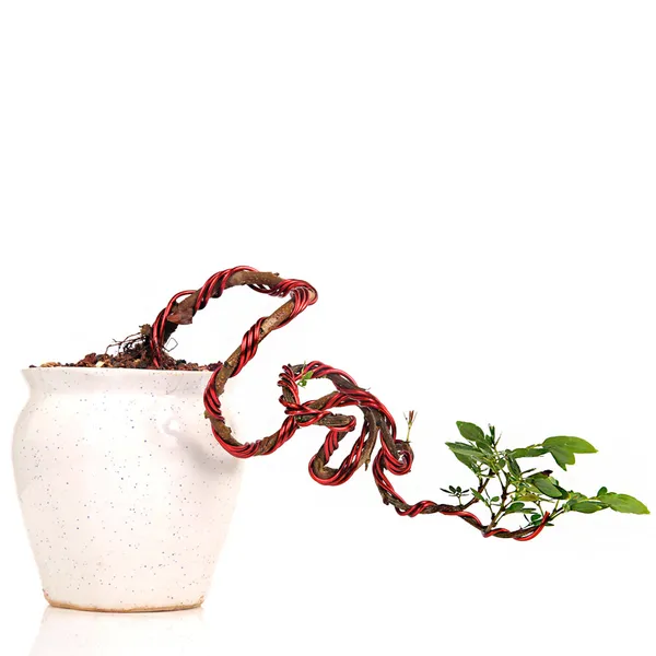 Bonsai_Calliandra_Surinamensis_Powderpuff_Tree_Unique_Twisted_Style_Bonsai_Plant_With_Ceramic_Pot_Default_Title