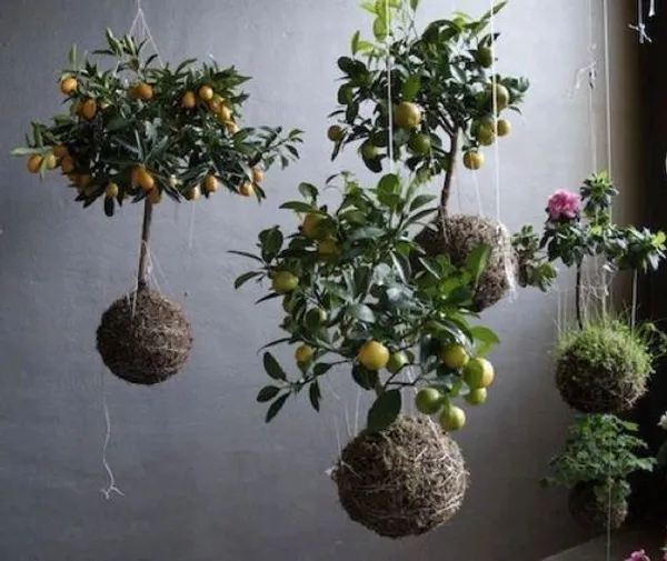 Green_Paradise_Expanded_Clay_Balls_3_Litres_Clay_Balls_Hydrotons_Lightweight_Expanded_Clay_Aggregate_Leca_For_Hydroponics_Aeroponics_Aquaponics_Size_8_15mm_Default_Title