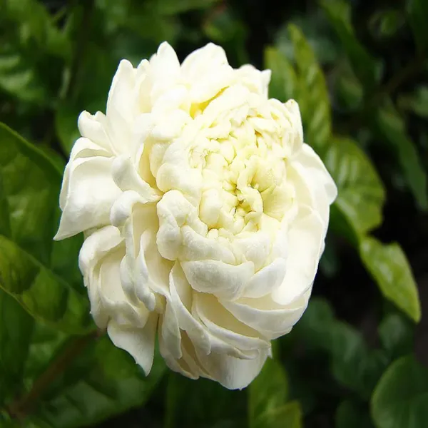 Mogra_Plant_Jasminum_Sambac_Arabian_Jasmine_Double_Petals_Rose_Shaped_Big_Flowers_And_Superb_Fragrance_Default_Title