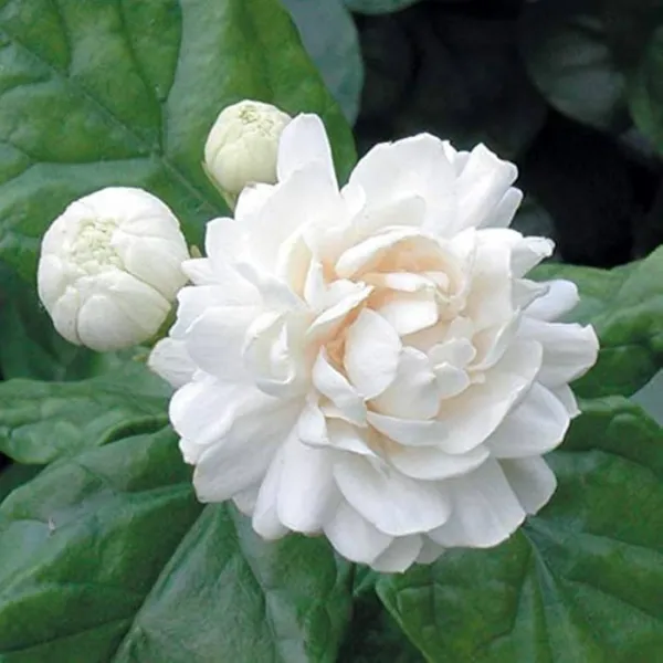 Mogra_Plant_Jasminum_Sambac_Arabian_Jasmine_Double_Petals_Rose_Shaped_Big_Flowers_And_Superb_Fragrance_Default_Title