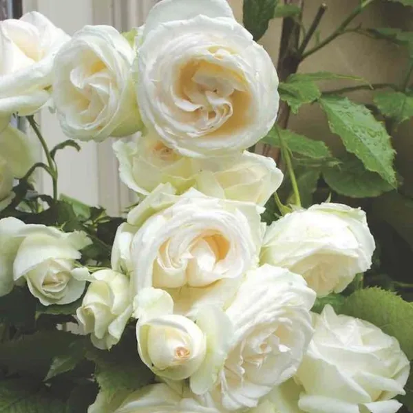 Summersnow_Rose_Bunch_Roses_Throneless_Roses_Plant_Default_Title