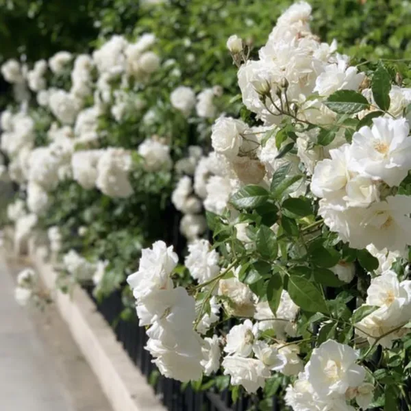 Summersnow_Rose_Bunch_Roses_Throneless_Roses_Plant_Default_Title