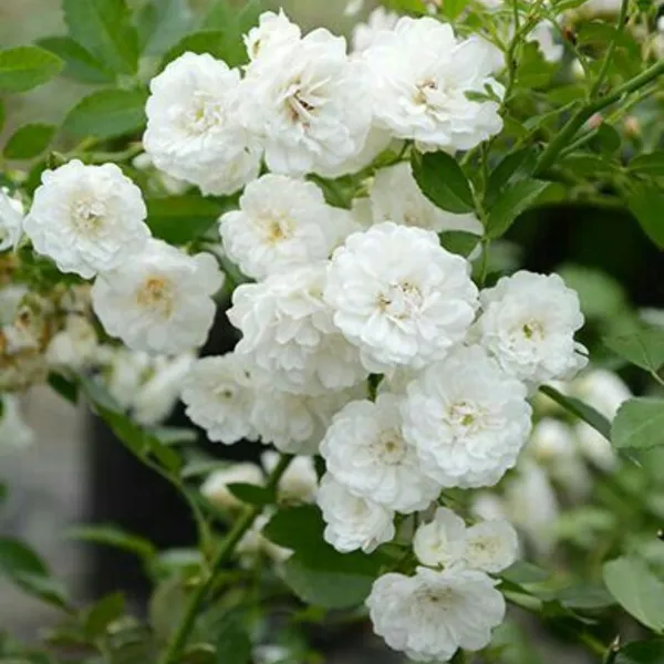 Summersnow_Rose_Bunch_Roses_Throneless_Roses_Plant_Default_Title