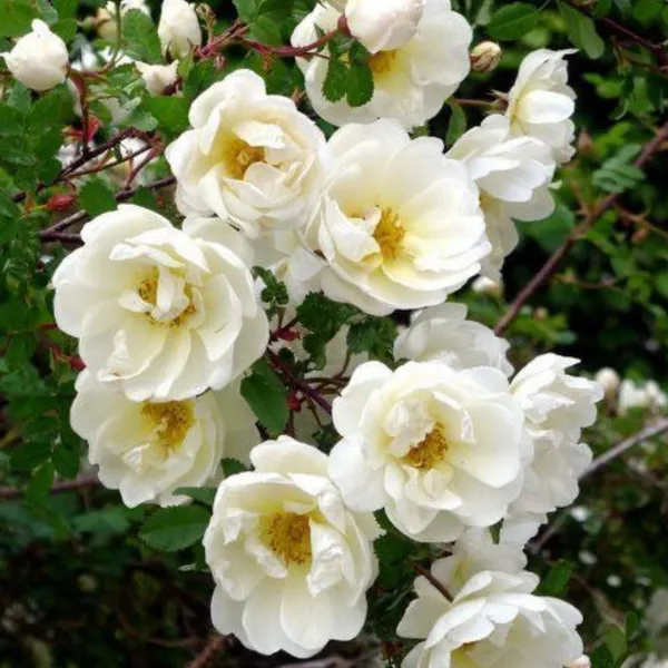 Summersnow_Rose_Bunch_Roses_Throneless_Roses_Plant_Default_Title
