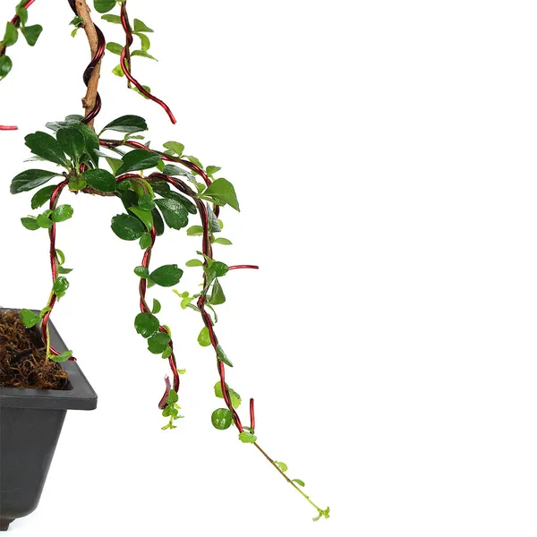 Bonsai_Carmona_Fuken_Tea_Well_Shaped_Weeping_Style_Young_Bonsai_Tree_With_Pot_Default_Title