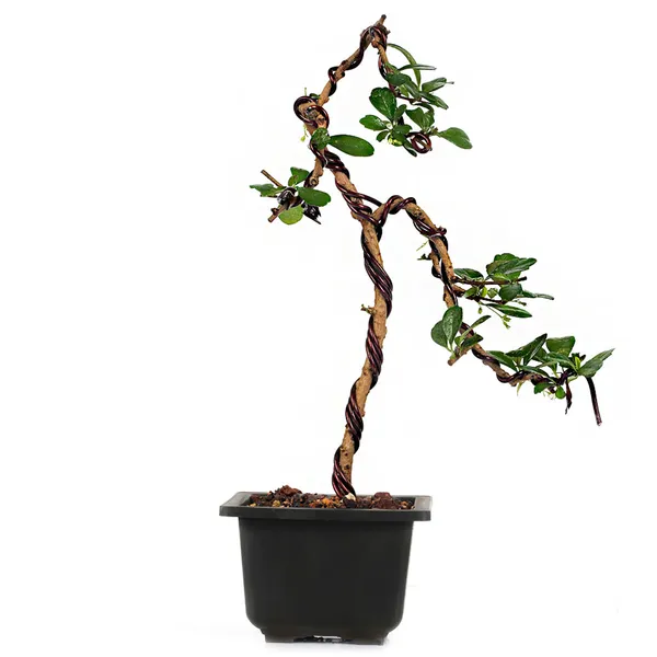 Bonsai_Carmona_Fuken_Tea_Well_Shaped_Weeping_Style_Young_Bonsai_Tree_With_Pot_Default_Title