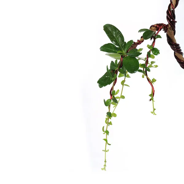Bonsai_Carmona_Fuken_Tea_Well_Shaped_Weeping_Style_Young_Bonsai_Tree_With_Pot_Default_Title