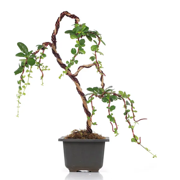 Bonsai_Carmona_Fuken_Tea_Well_Shaped_Weeping_Style_Young_Bonsai_Tree_With_Pot_Default_Title