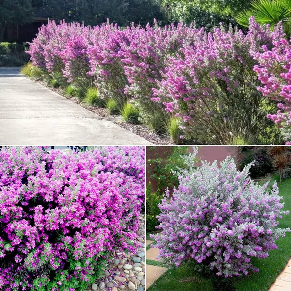 Nikotia_Leucophyllum_Texas_Sage_Live_Plant_Default_Title
