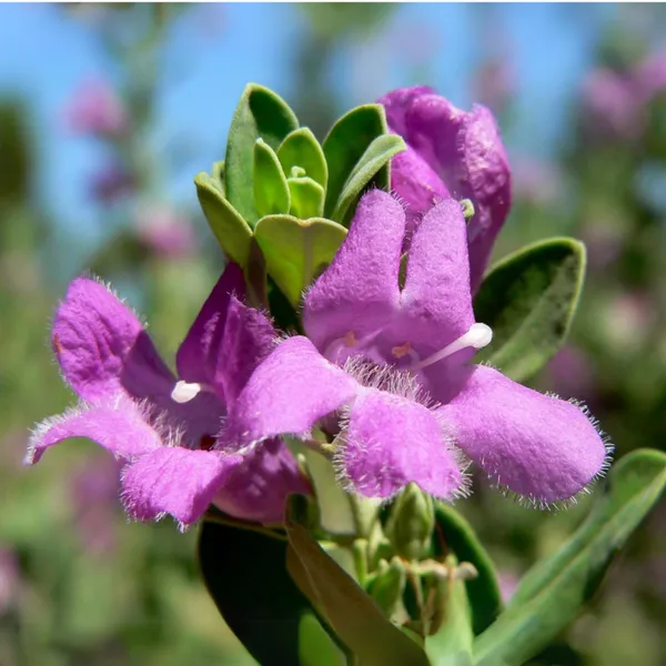 Nikotia_Leucophyllum_Texas_Sage_Live_Plant_Default_Title