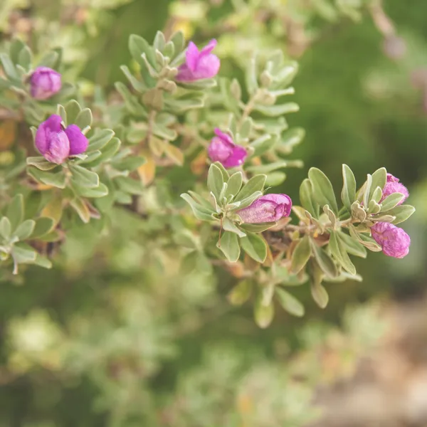 Nikotia_Leucophyllum_Texas_Sage_Live_Plant_Default_Title