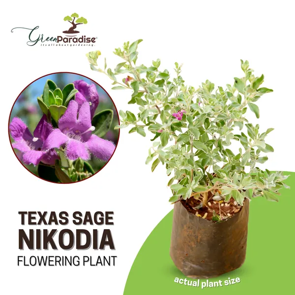 Nikotia_Leucophyllum_Texas_Sage_Live_Plant_Default_Title