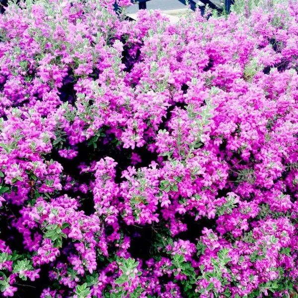 Nikotia_Leucophyllum_Texas_Sage_Live_Plant_Default_Title