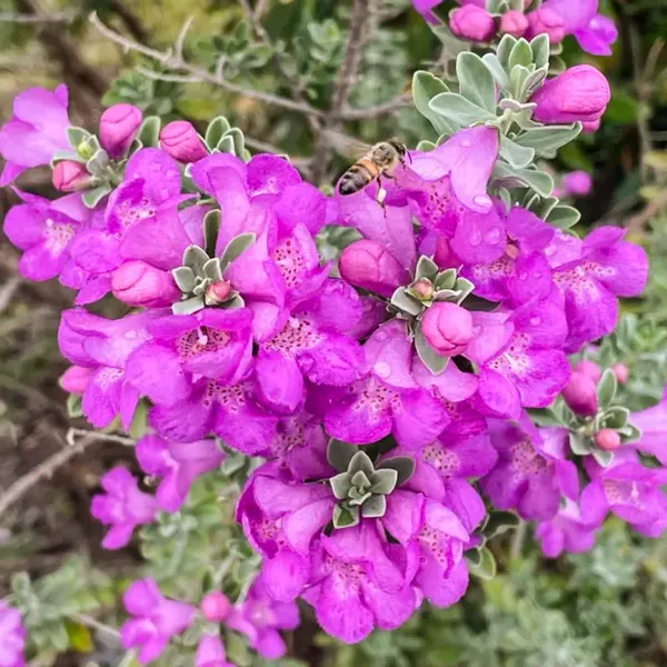 Nikotia_Leucophyllum_Texas_Sage_Live_Plant_Default_Title