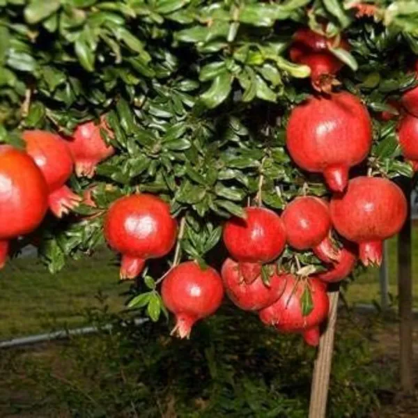 Pomegranate_Original_Super_Bhagva_Sinduri_Pomegranate_Live_Plant_Default_Title