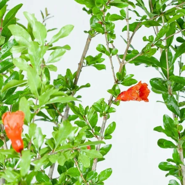 Pomegranate_Original_Super_Bhagva_Sinduri_Pomegranate_Live_Plant_Default_Title