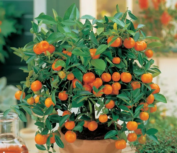 Mini_Chinese_Orange_Seeds_Pack_Of_10_Suitable_For_Bonsai_With_Free_Soil_Media_For_Growing_Default_Title