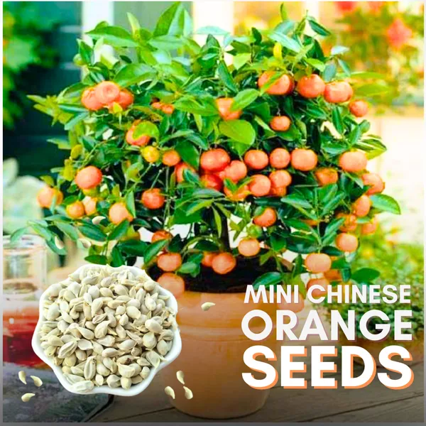 Mini_Chinese_Orange_Seeds_Pack_Of_10_Suitable_For_Bonsai_With_Free_Soil_Media_For_Growing_Default_Title