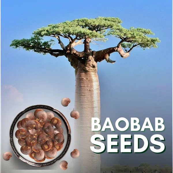 African_Rare_Baobab_Seeds_Pack_Of_15_Seeds_Bonsai_Suitable_High_Quality_Seeds_Default_Title