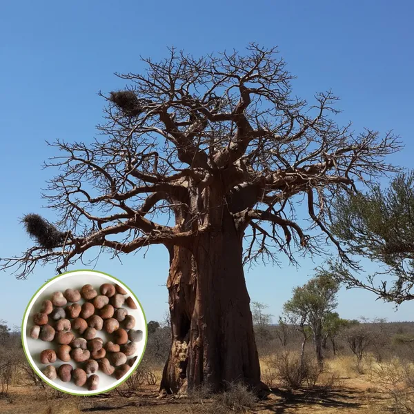 African_Rare_Baobab_Seeds_Pack_Of_15_Seeds_Bonsai_Suitable_High_Quality_Seeds_Default_Title
