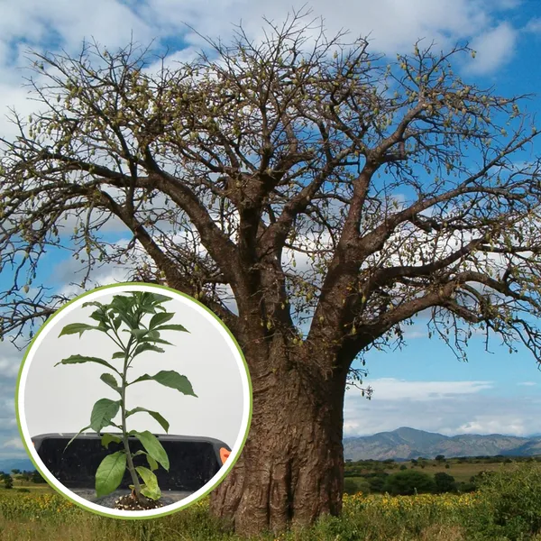 African_Rare_Baobab_Seeds_Pack_Of_15_Seeds_Bonsai_Suitable_High_Quality_Seeds_Default_Title