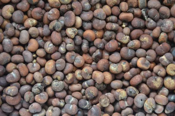 African_Rare_Baobab_Seeds_Pack_Of_15_Seeds_Bonsai_Suitable_High_Quality_Seeds_Default_Title