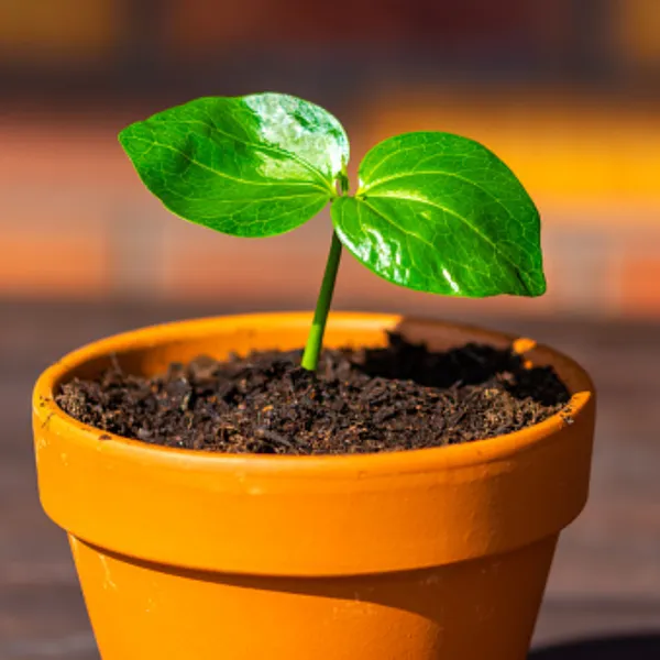 African_Rare_Baobab_Seeds_Pack_Of_15_Seeds_Bonsai_Suitable_High_Quality_Seeds_Default_Title